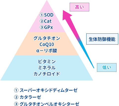 抗酸化酵素の図